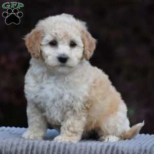 Bailey, Bich-Poo Puppy